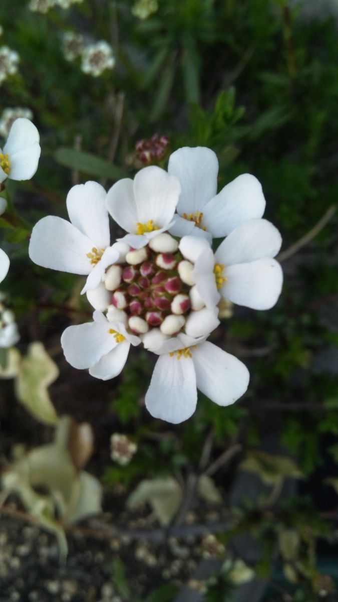 開花報告！