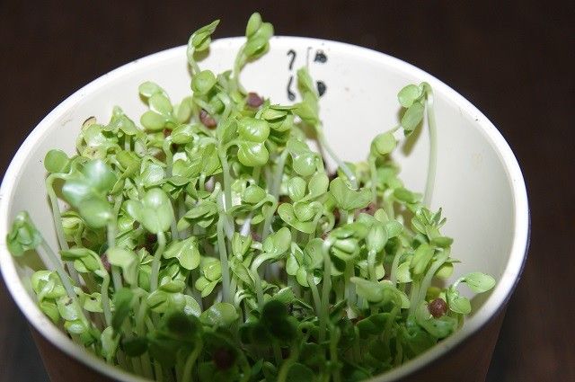 矢車草ブラックボール咲く