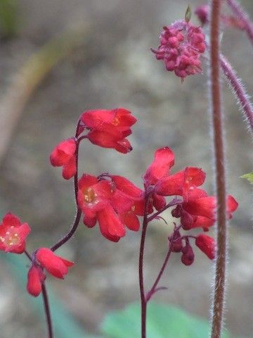 地植えの庭から