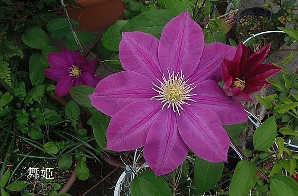 今日の花だより。咲き進んできました。