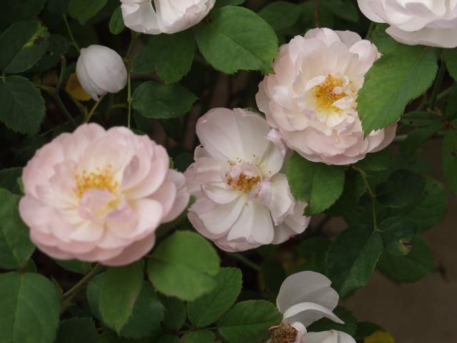 今年の薔薇を振り返る　　５