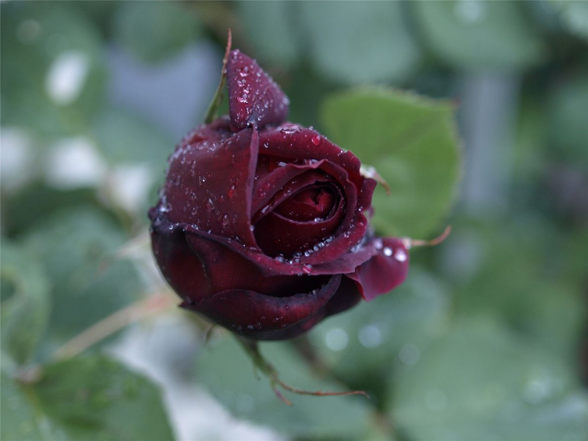 小雨の中の薔薇
