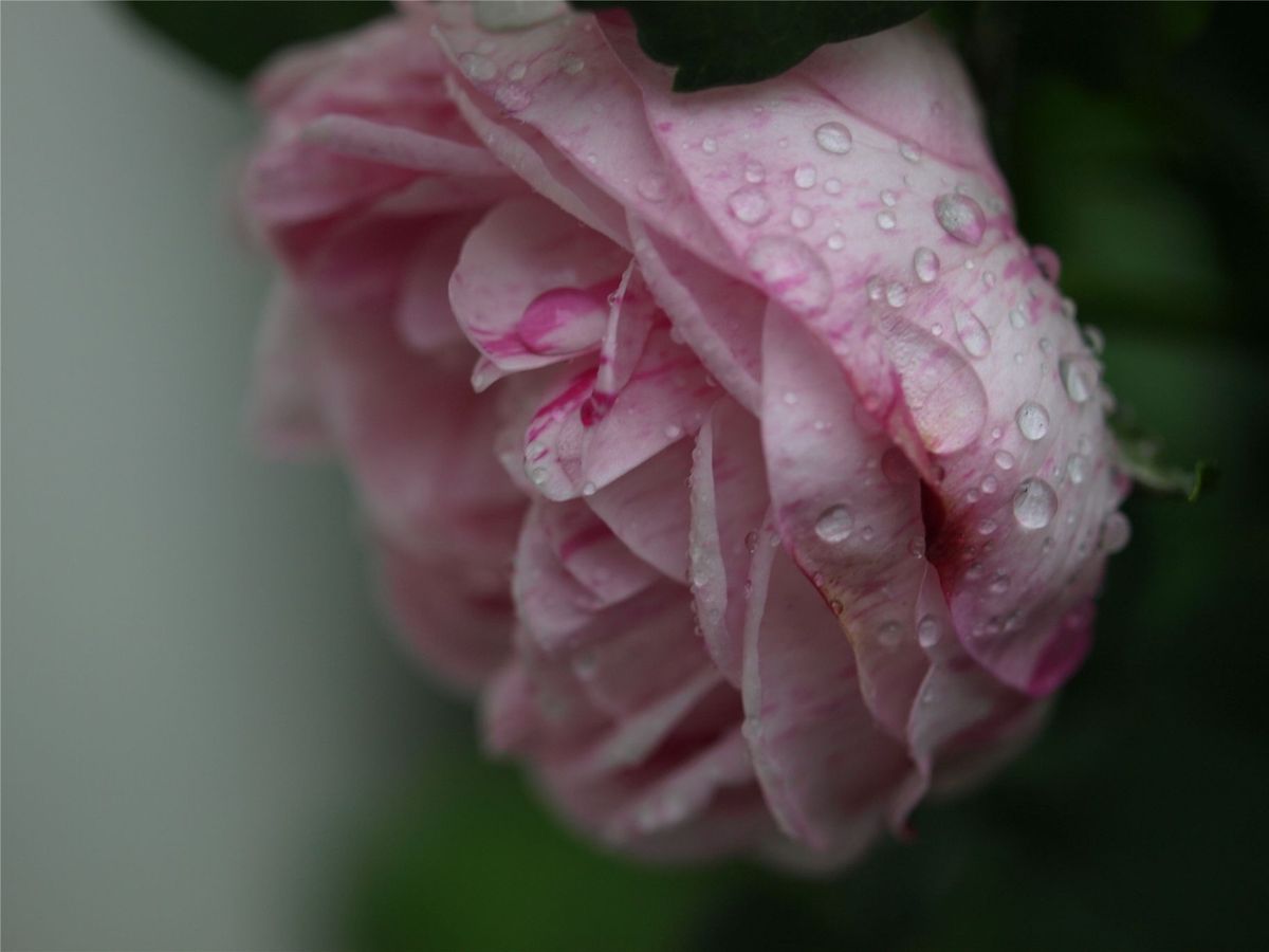 小雨の中の薔薇