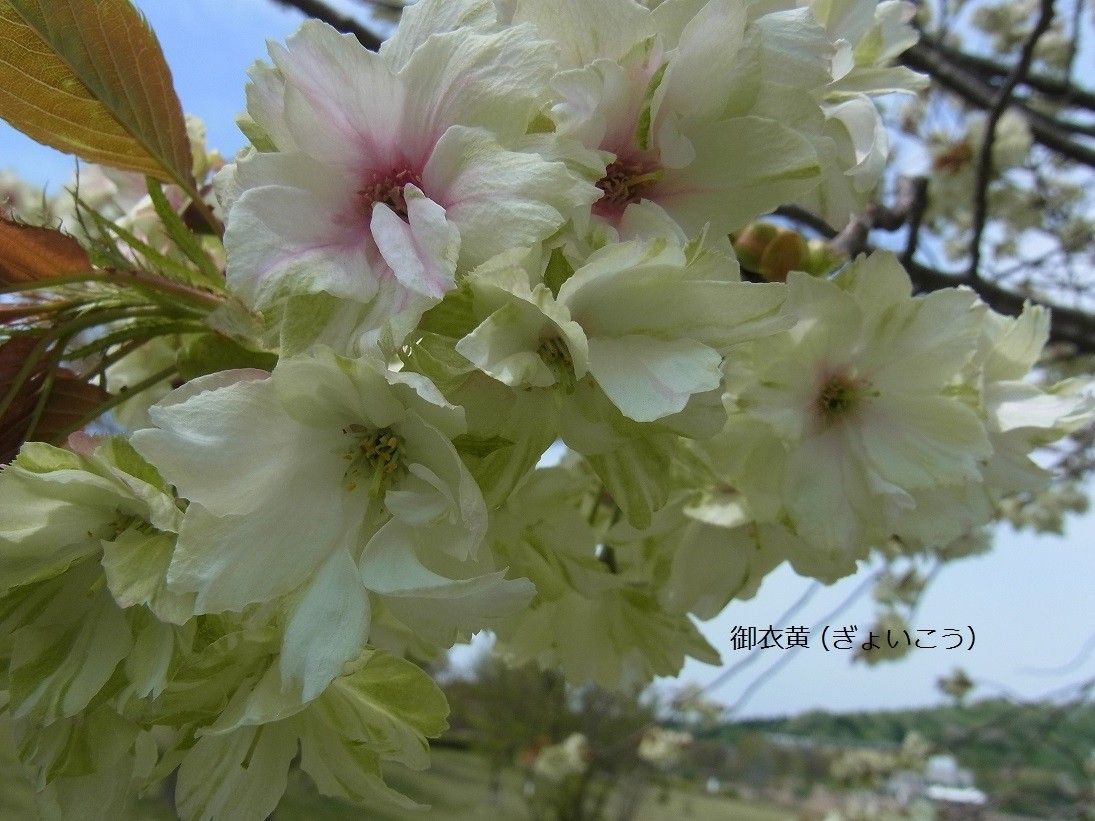 緑色の桜…新潟県立植物園