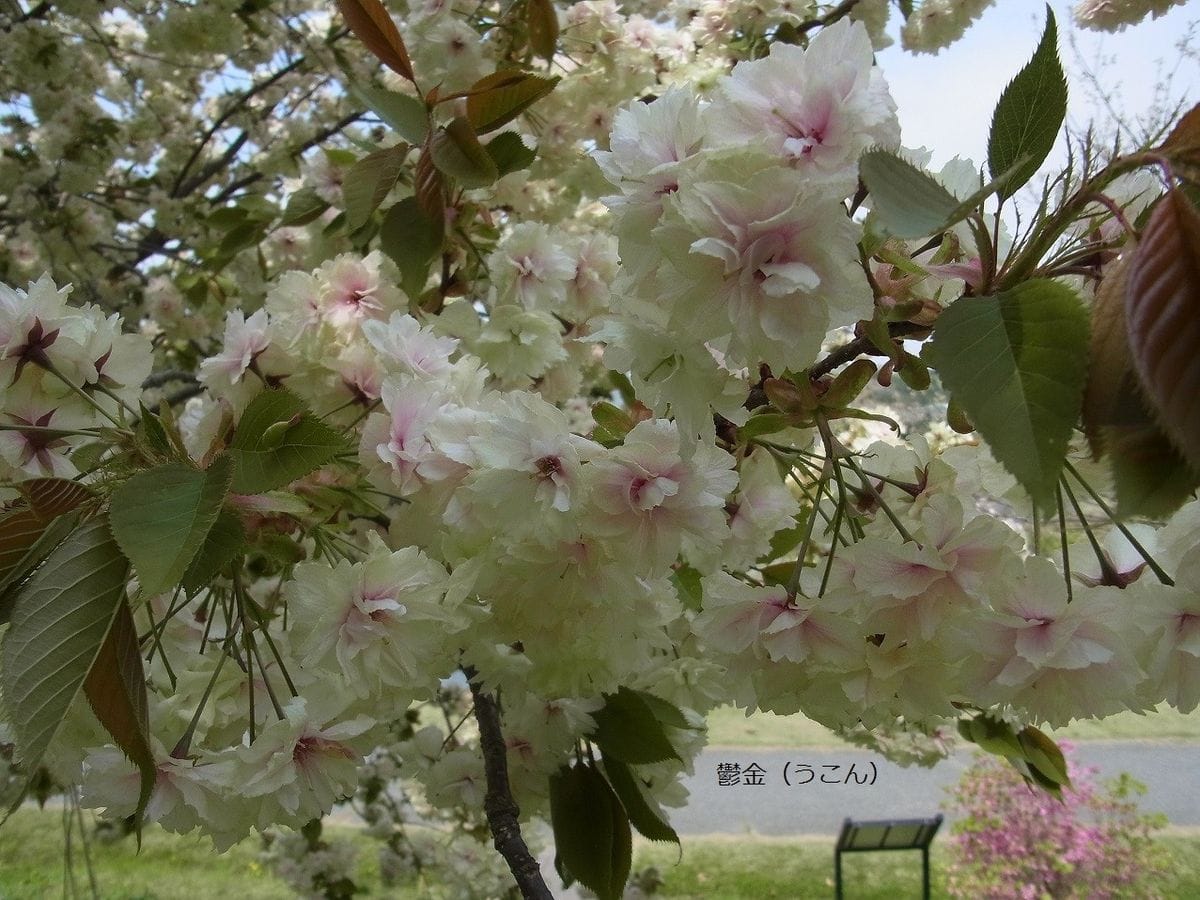 緑色の桜…新潟県立植物園