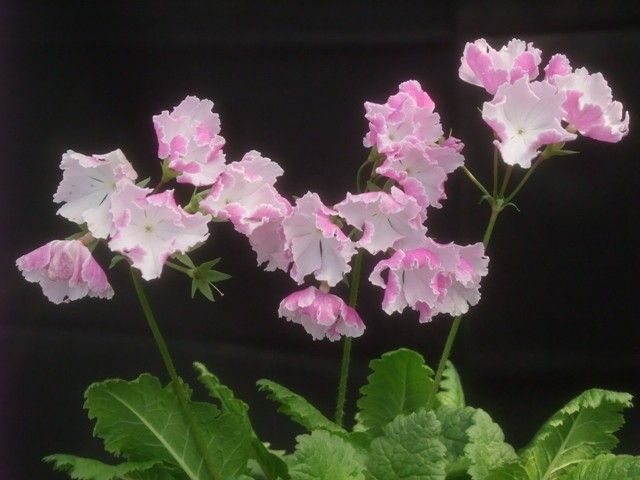 桜草・汐煙と南京小桜