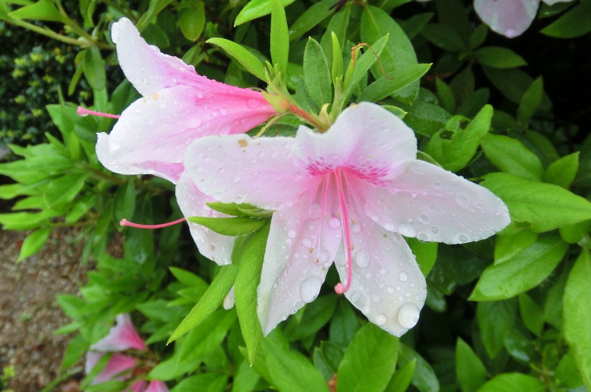 雨の庭　②