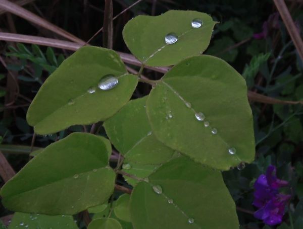 雨が降り続いています。