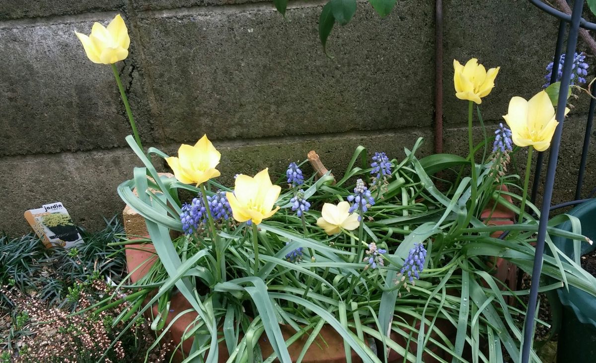 お仕事終わって、気分はお花畑(*^▽^)/★*☆♪