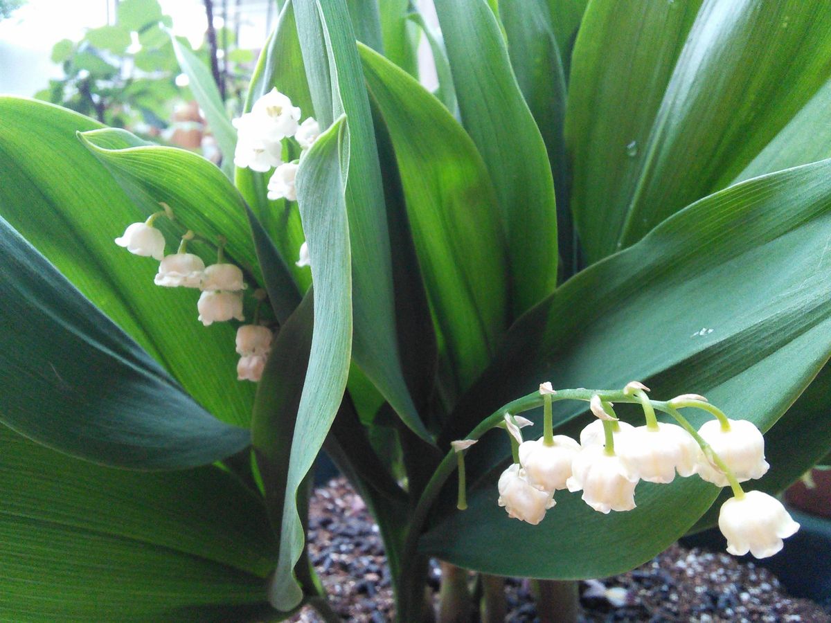 🐦Bonne Fete du Muguet🐦