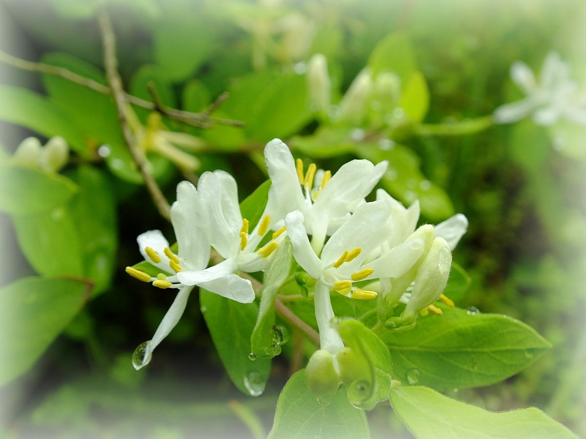 庭の花達