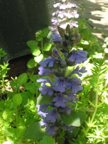 日陰の花