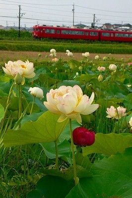 蓮の花を見に行きました。