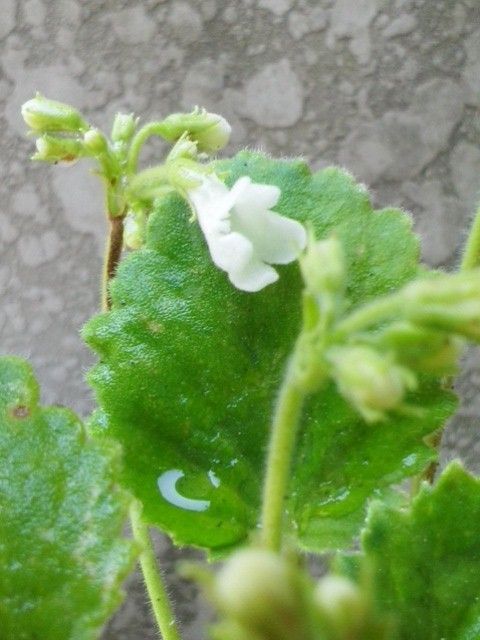 イワギリソウの白花