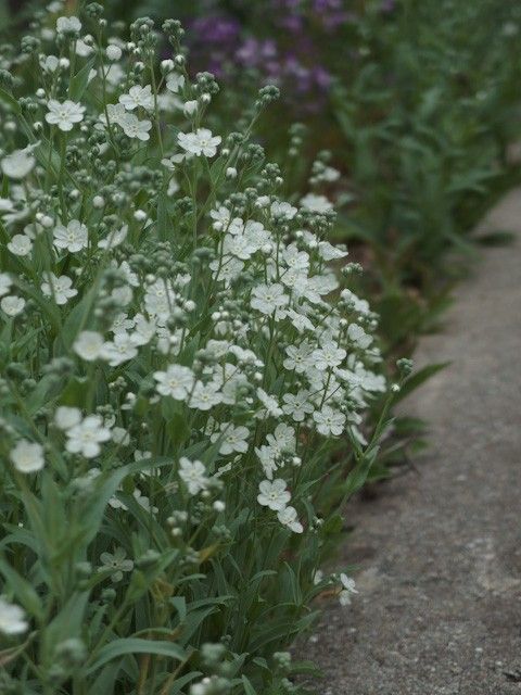 零れ種