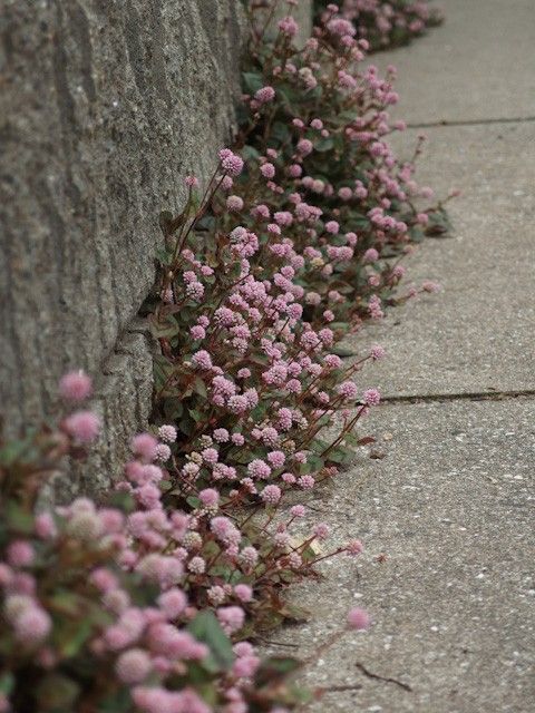 零れ種