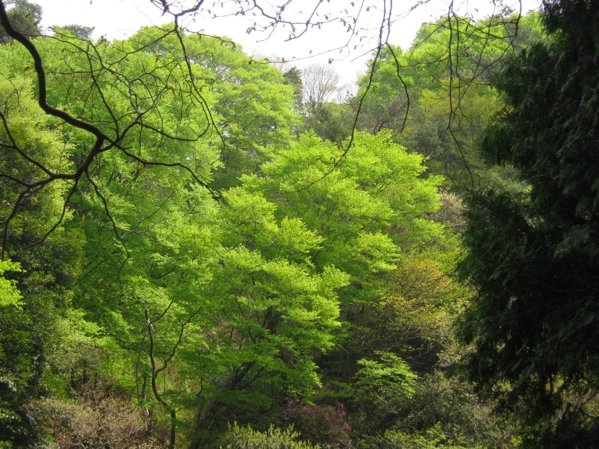 六甲高山植物園へ行きました