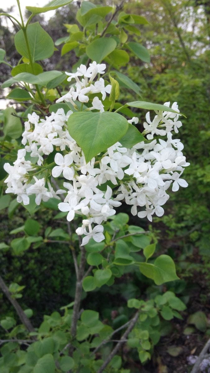 白い花が咲きました