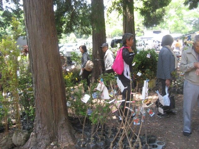 植木市にみる売られている商品のいい加減さ