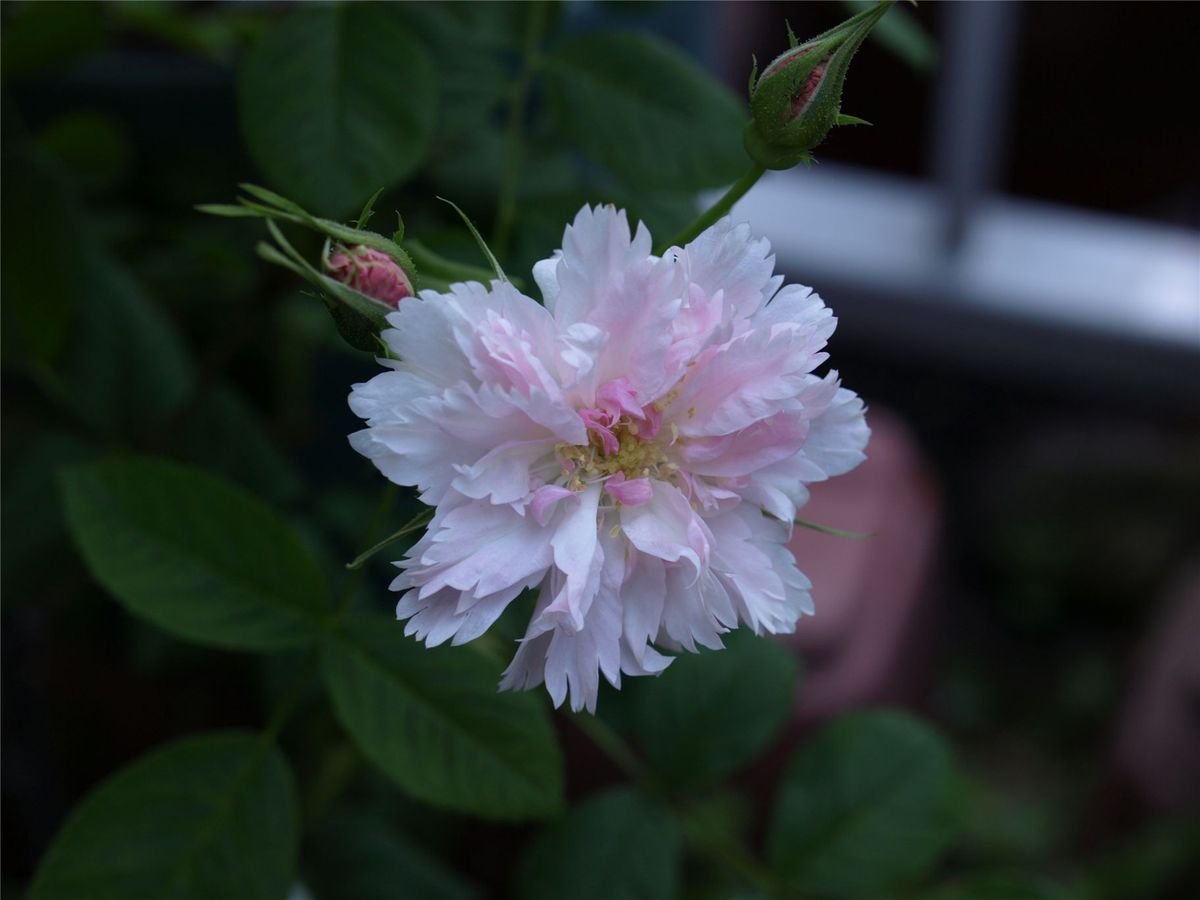 花の無事を願いつつ