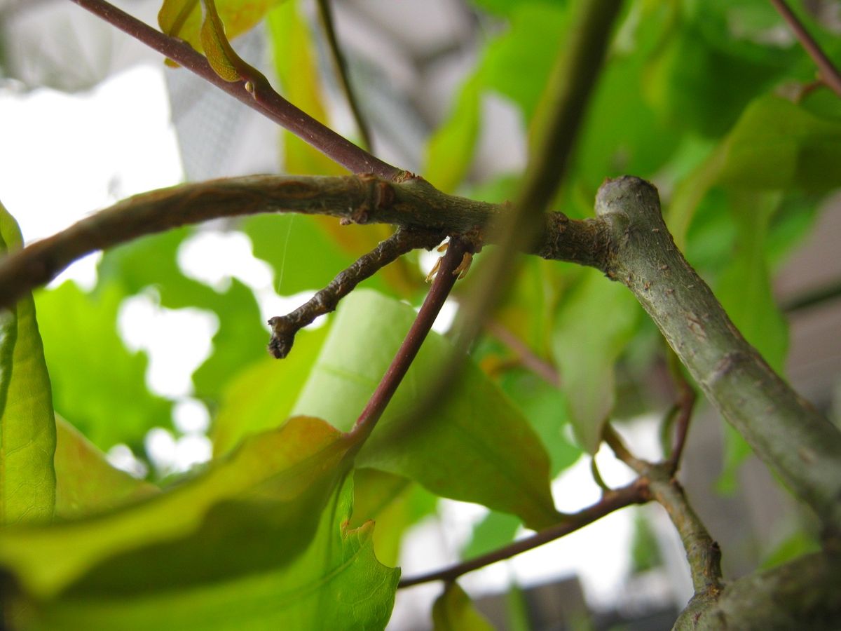 植物がホッとする天気