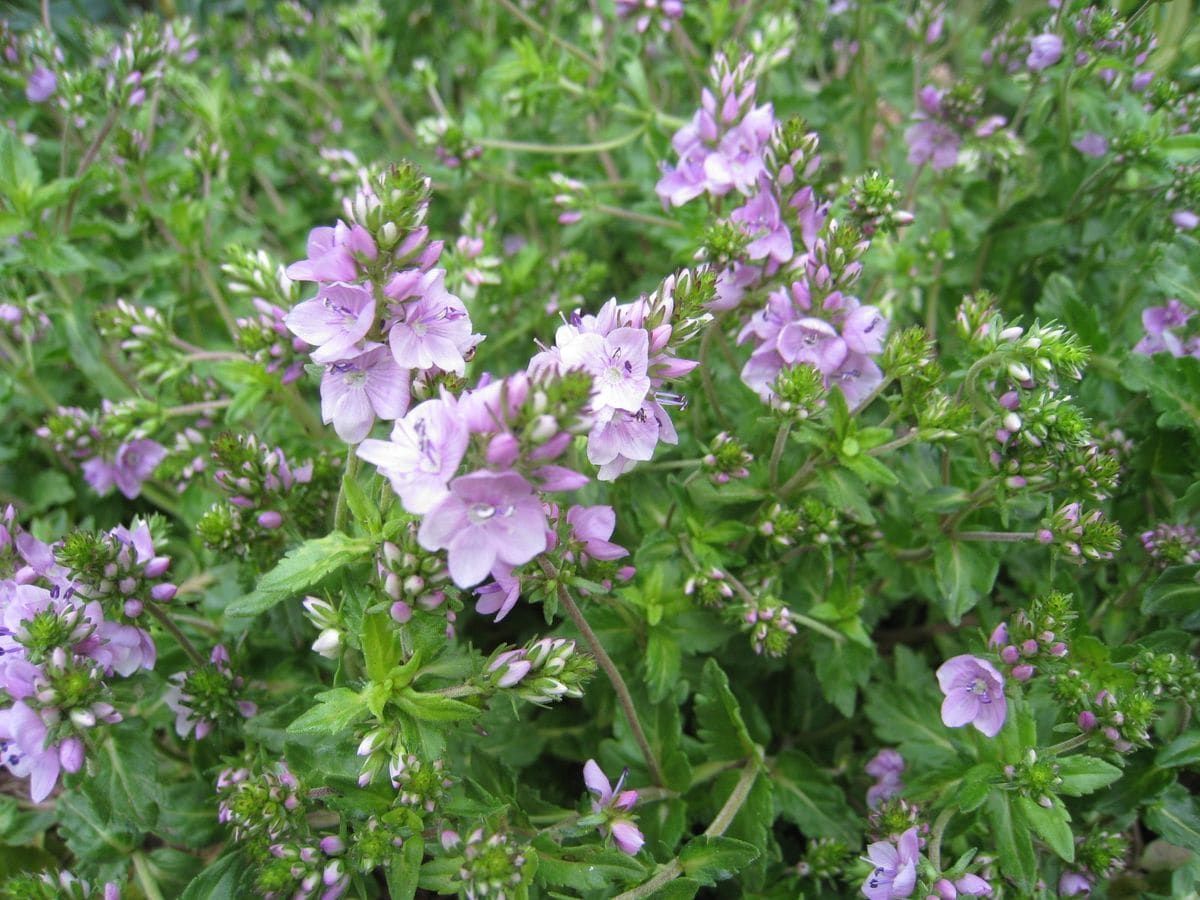 お花の名前を教えてください