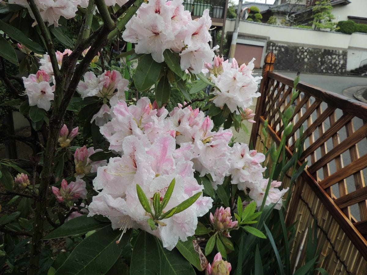 シャクナゲの開花時期です。