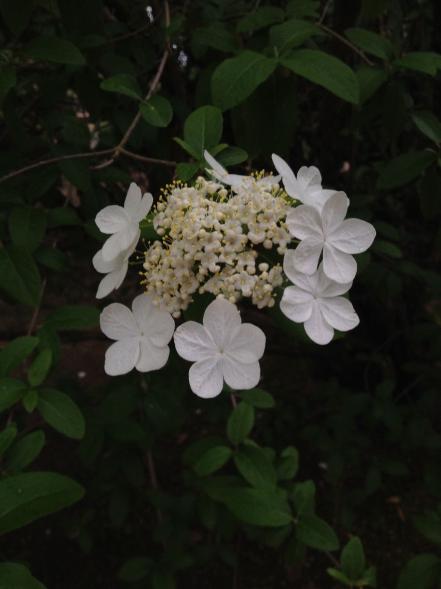 唐招提寺の「瓊花（けいか）」