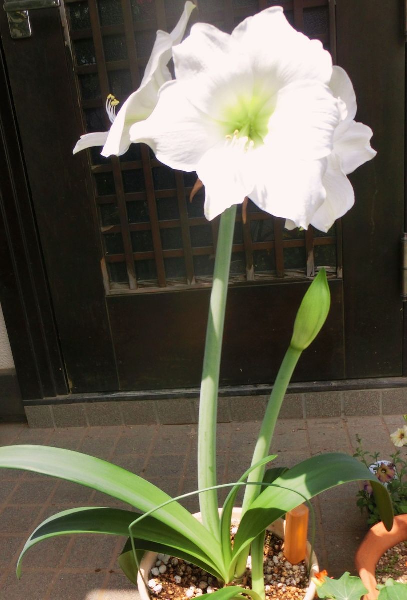 今日の花達