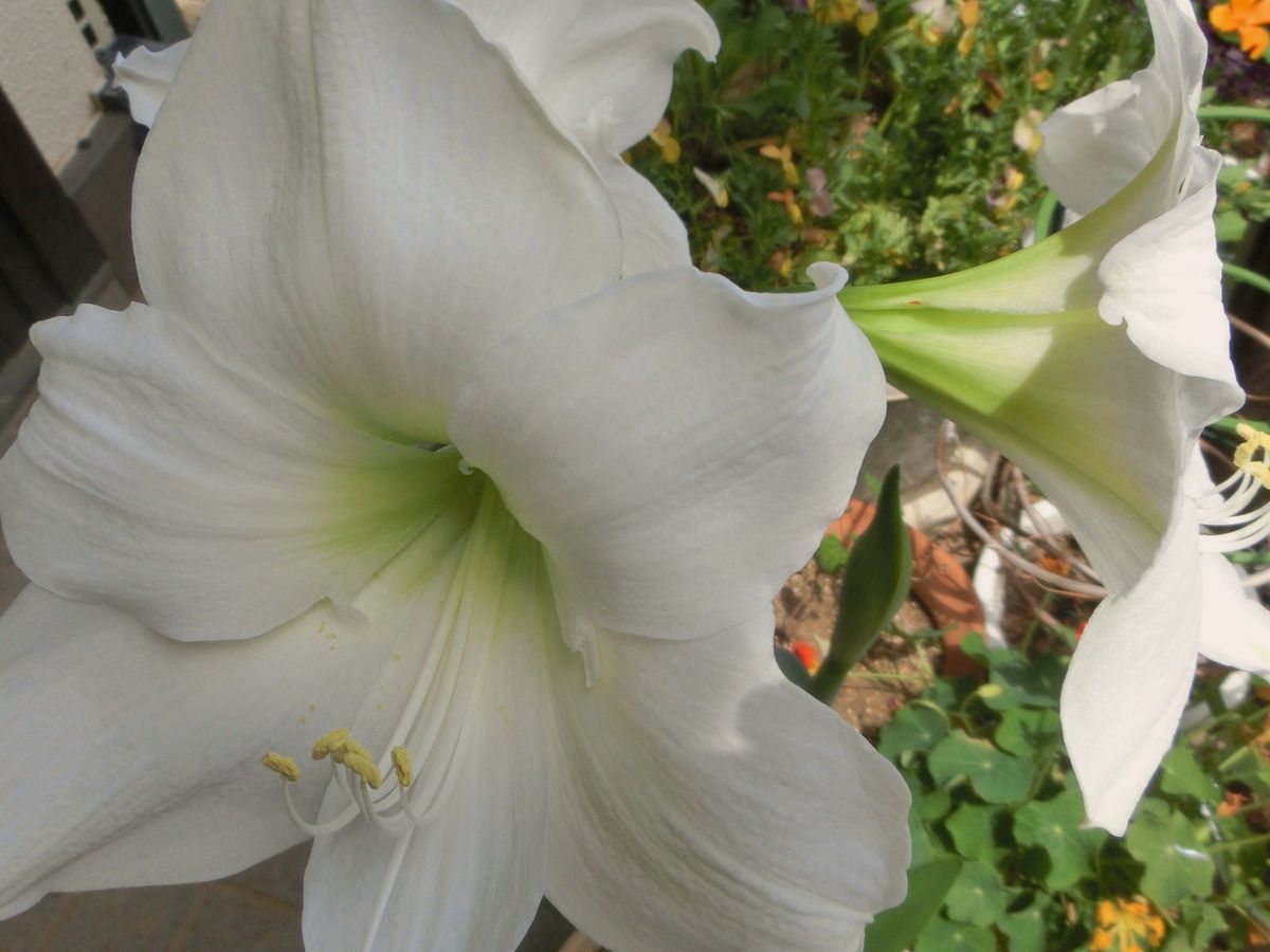 今日の花達