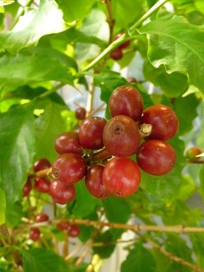 違いは気にしない人のためのコーヒー