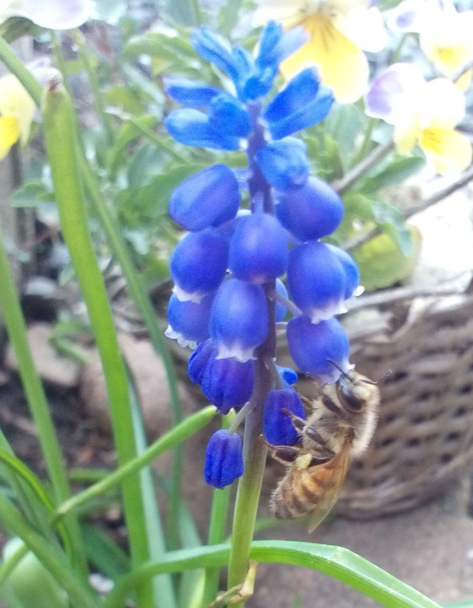 ムスカリとミツバチ