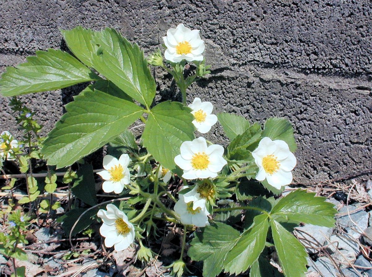 いちごの花