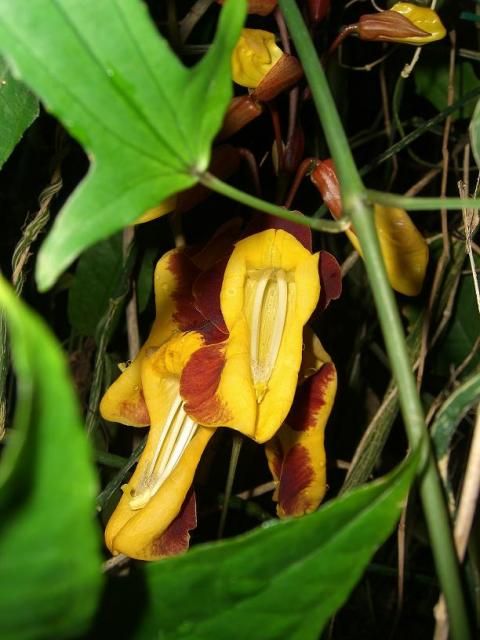 新潟県立植物園