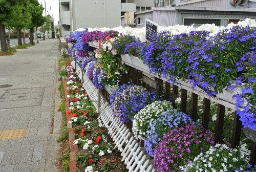 明日から芦屋市オープンガーデンが開催されますよ。