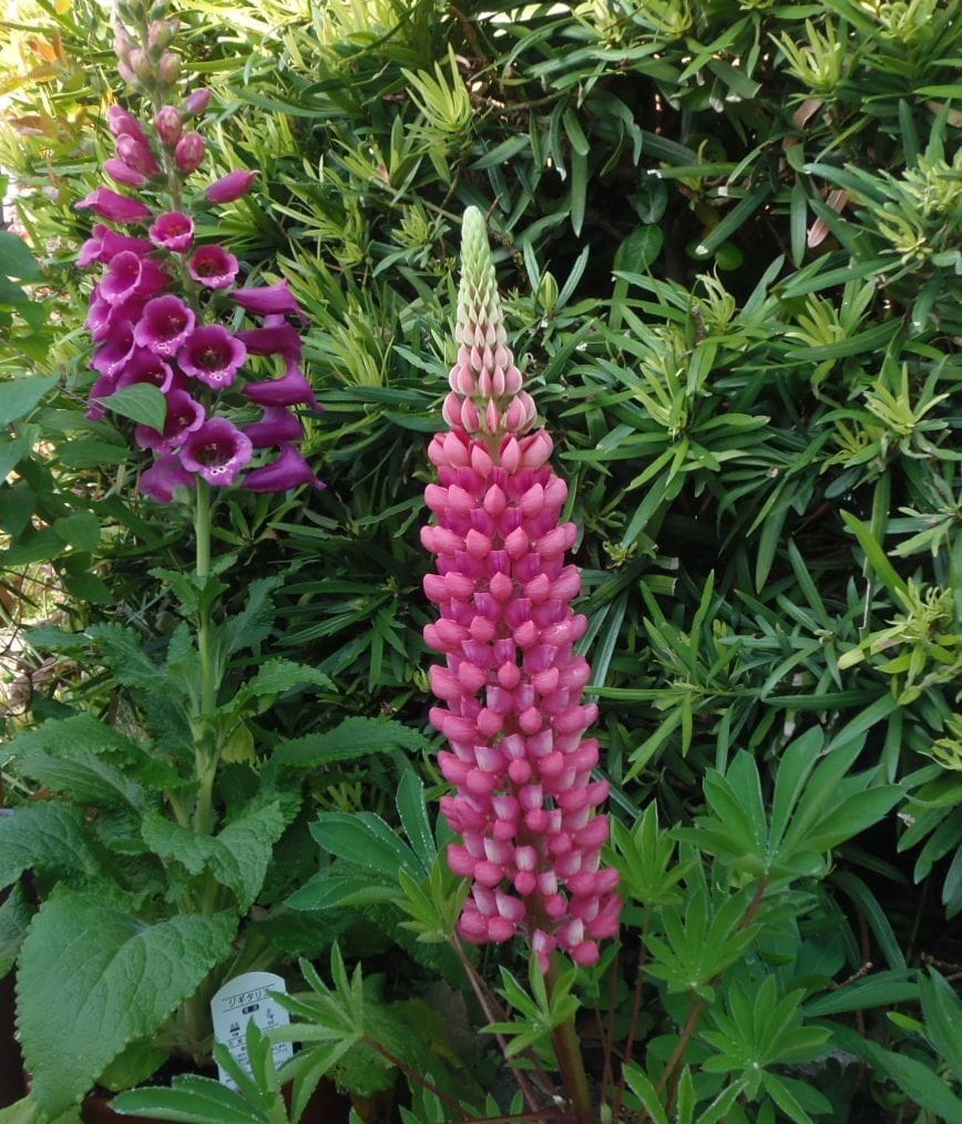 今日の花だより