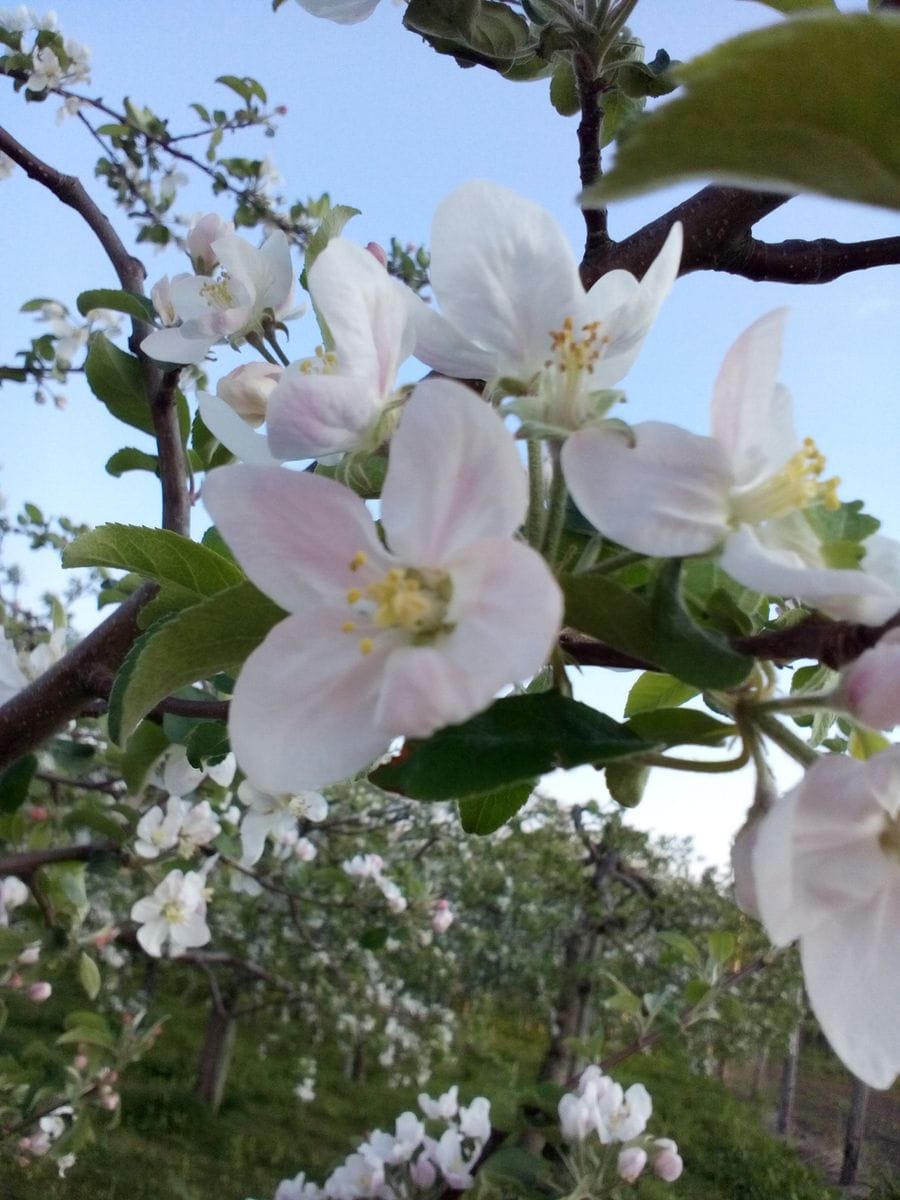 りんごのお花(*^^*)