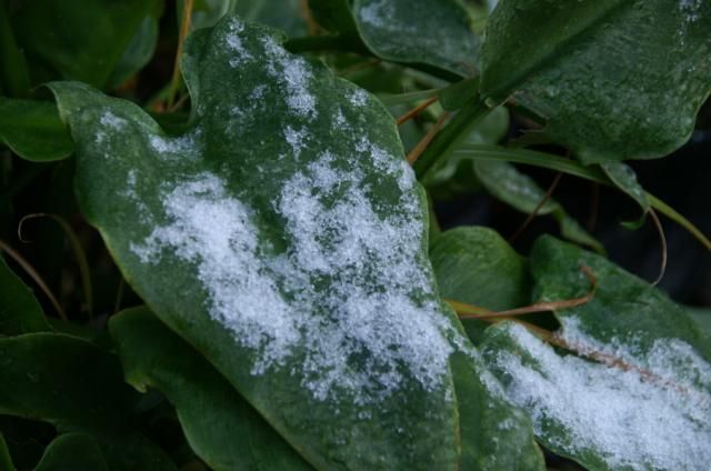 初雪が降った。