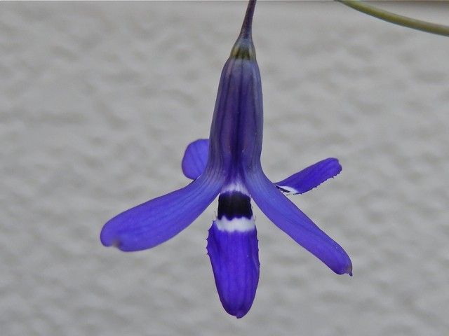 Conanthera trimaculata