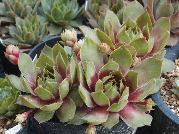 Sempervivum