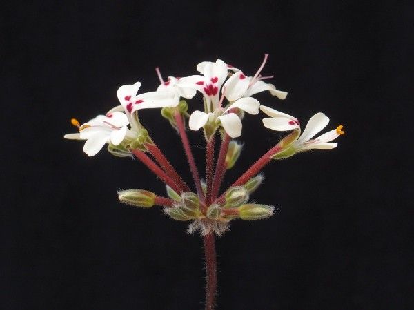 Pelargonium