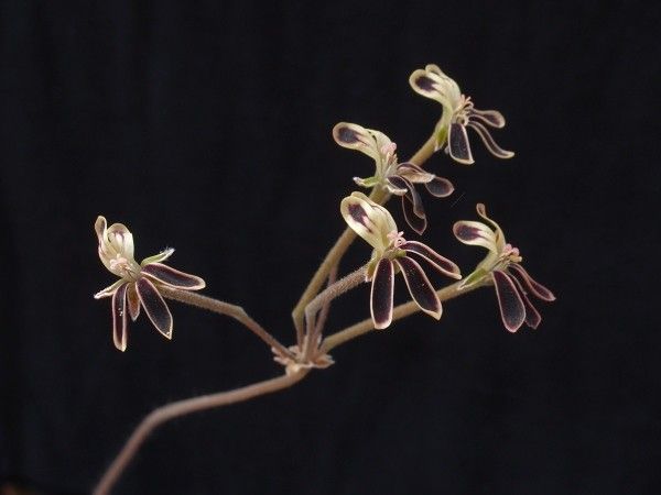 Pelargonium