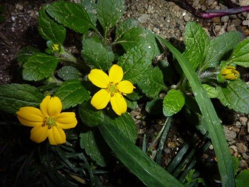 黄色の花の名前を教えてください。