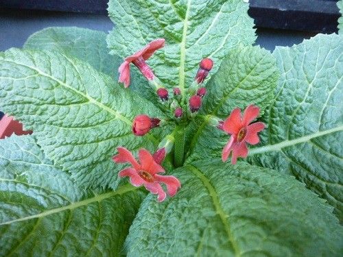 黄色の花の名前を教えてください。