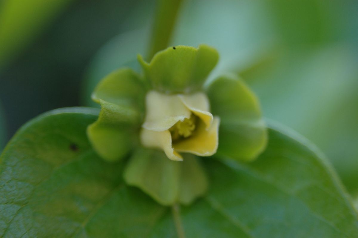 柿の花