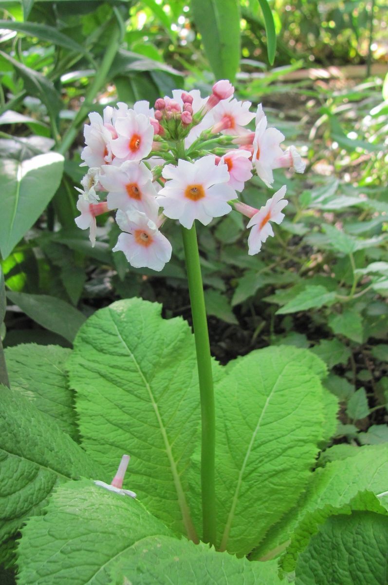 クリンソウの花環