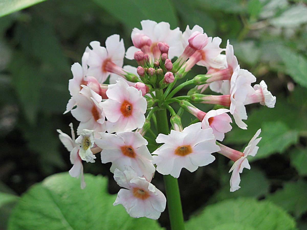 クリンソウの花環