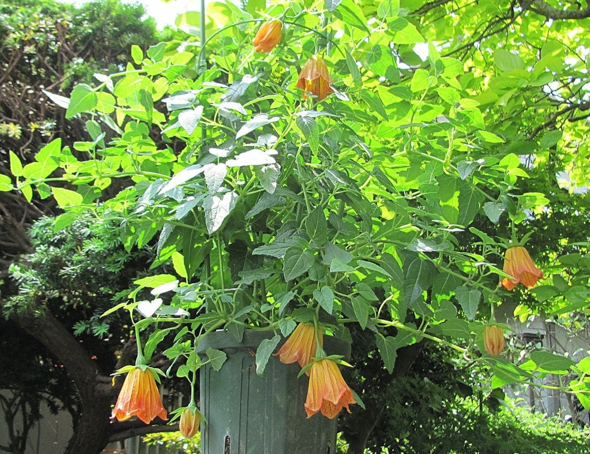 クリンソウの花環