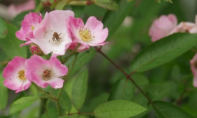 今年の薔薇を振り返る　　１４