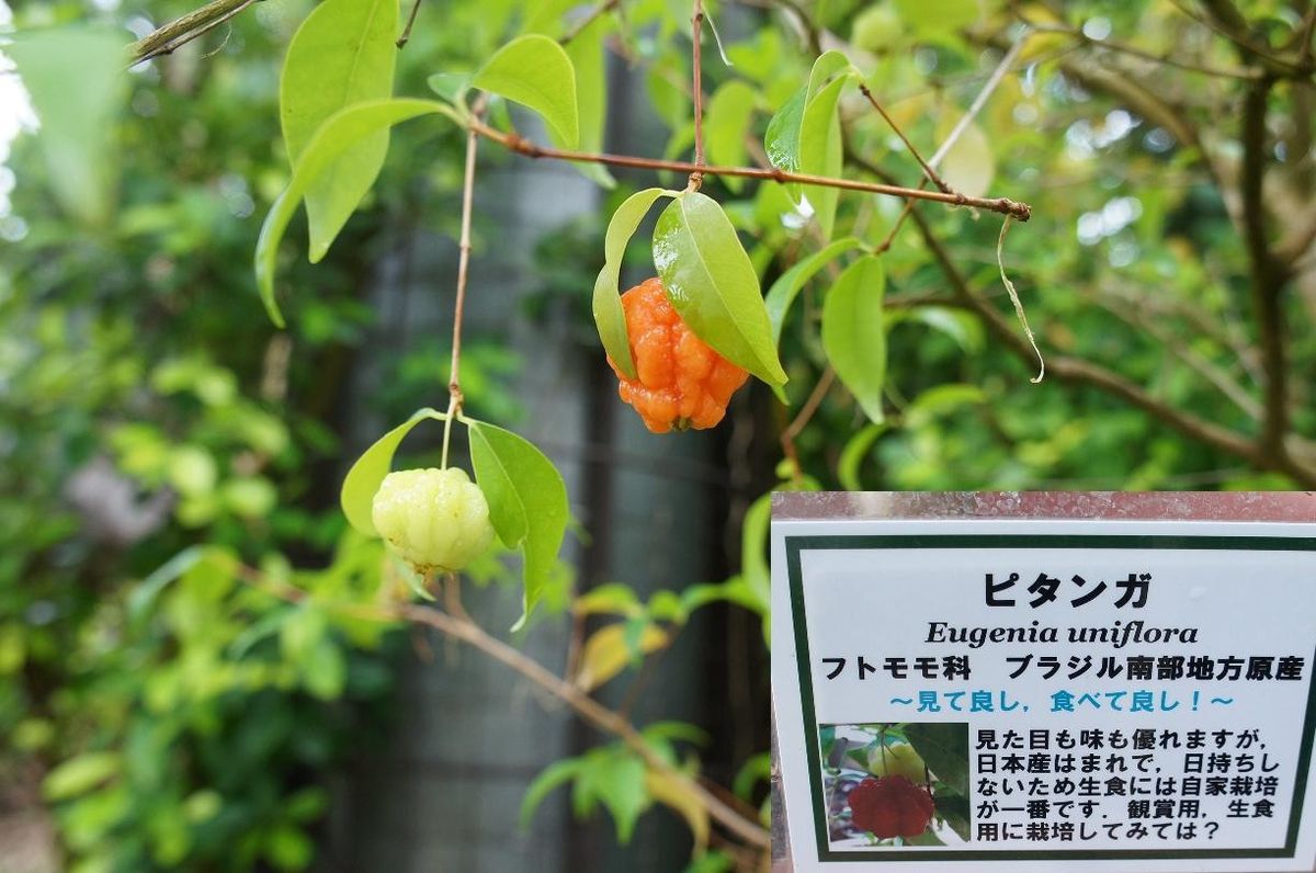 植物園のピタンガ　ソテツ　パイナップル